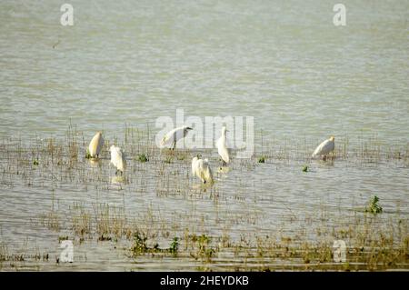 Der kleine Reiher ist eine Art pelecaniform Vogel aus der Familie der Ardeidae. Stockfoto