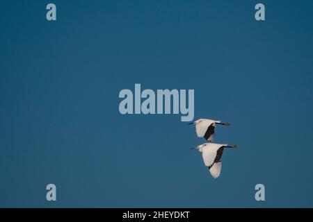 Der kleine Reiher ist eine Art pelecaniform Vogel aus der Familie der Ardeidae. Stockfoto