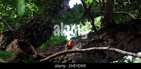 Farbenfroher Regenbogen Lorrikeet, der in Australien auf einem Baum sitzt Stockfoto