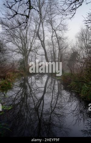 Morden Hall Park, London, Großbritannien. 13. Januar 2022. Starker Nebel vom Fluss Wandle und Nebel vor Sonnenaufgang im Morden Hall Park, einer Oase der Ruhe in einem Vorort im Südwesten Londons. Quelle: Malcolm Park/Alamy Live News. Stockfoto