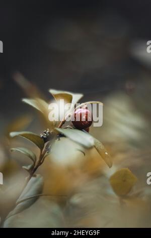 Detail der Beeren, die im Herbst in der Region Kainuu bei Kajaani, Finnland, wachsen. Blaue, rote Beeren zu essen. Biodiversita Suomi Natur. Preiselbeeren. Stockfoto