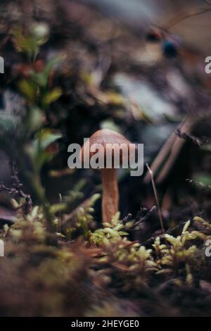 Schöner brauner Boletus edulis mitten in der finnischen Landschaft im Herbst. Pilzsaison in der Region Kainuu, Suomi. Ein Snack aus dem Wald. Stockfoto