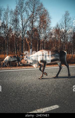 Robuster weißer und grauer Rangifer-Tarandus in Lappland, Nordfinnland. Typisch finnisches Rentiertier für Fleisch und Zucht. Ein ruhiger Spaziergang. Stockfoto