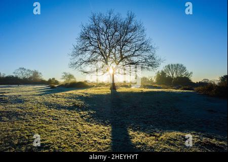 Einsamer Baum in winterlicher Landschaft mit Frost in Godshill, New Forest, Hampshire, UK, Januar, Winter, Morgen. Stockfoto