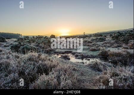 Winterliche Landschaft mit Frost in Godshill, New Forest, Hampshire, Großbritannien, Januar, Winter, Morgen. Stockfoto