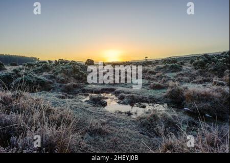 Winterliche Landschaft mit Frost in Godshill, New Forest, Hampshire, Großbritannien, Januar, Winter, Morgen. Stockfoto