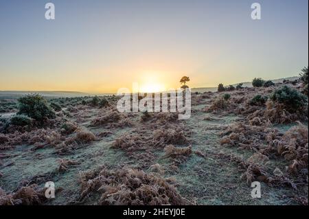 Winterliche Landschaft mit Frost in Godshill, New Forest, Hampshire, Großbritannien, Januar, Winter, Morgen. Stockfoto