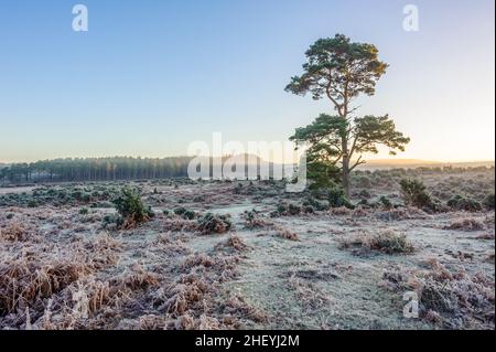 Einsamer Baum in winterlicher Landschaft mit Frost in Godshill, New Forest, Hampshire, UK, Januar, Winter, Morgen. Stockfoto