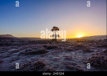 Einsamer Baum in winterlicher Landschaft mit Frost in Godshill, New Forest, Hampshire, UK, Januar, Winter, Morgen. Stockfoto