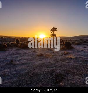 Einsamer Baum in winterlicher Landschaft mit Frost in Godshill, New Forest, Hampshire, UK, Januar, Winter, Morgen. Stockfoto