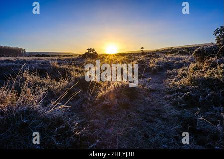 Winterliche Landschaft mit Frost in Godshill, New Forest, Hampshire, Großbritannien, Januar, Winter, Morgen. Stockfoto