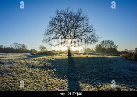 Einsamer Baum in winterlicher Landschaft mit Frost in Godshill, New Forest, Hampshire, UK, Januar, Winter, Morgen. Stockfoto