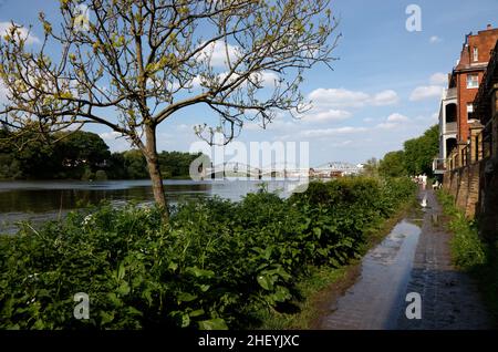 Thames Path of the River Thames near White Hart Pub and Barnes Bridge, Barnes, London, UK Stockfoto