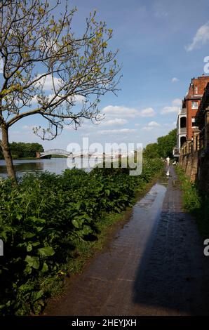 Thames Path of the River Thames near White Hart Pub and Barnes Bridge, Barnes, London, UK Stockfoto