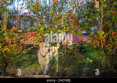 Ein weißer Hund, der hinter einem grünen Zaun, umgeben von roten Blumen, zur Seite schaut Stockfoto