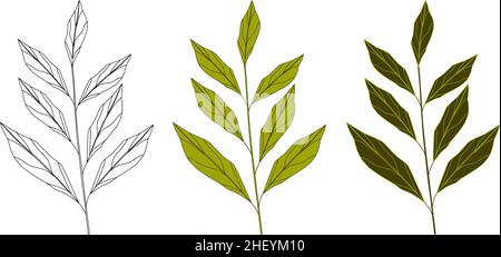 Vektorgrafik botanische Illustrationen. Eine Reihe von grünen Zweigen. Stock Vektor