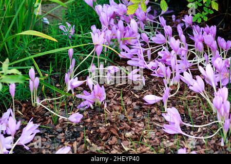 viel crocus, Nahaufnahme. Colchicum speciosum Lilac Wunder und Mulch. Blühender violetter Crocus. Lila Crocus Iridaceae ( Familie Der Iris ) Stockfoto