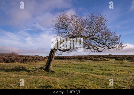 Einsamer, windgepeitschte Baum, Stanton Moor Derbyshire Stockfoto