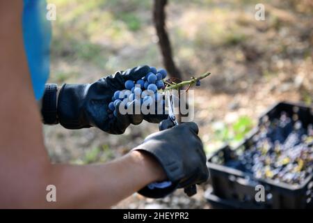 Die Hände eines Bauernhofarbeiters, der schwarze Trauben erntet und den langen Stiel mit Scherben oder Scheren abkürzt, bevor er in eine hölzerne Kiste in ein Weinprodukt legt Stockfoto