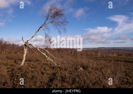 Einsamer, windgepeitschte Baum, Stanton Moor Derbyshire Stockfoto