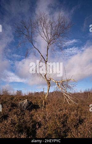 Einsamer, windgepeitschte Baum, Stanton Moor Derbyshire Stockfoto