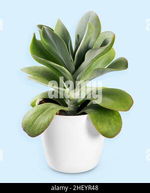 Grüne Kalanchoe thyrsiflora saftige Pflanze wächst in weißen Keramik-Blumentopf im Studio vor hellblauem Hintergrund platziert Stockfoto