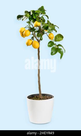 Frische reife Zitronen wachsen auf einem Baum mit grünen Blättern und dünnem Stamm in einem Keramiktopf vor blauem Hintergrund im Studio Stockfoto
