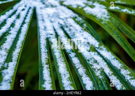 Blätter von Palmen im Schnee, Winter Saison Hintergrund. Stockfoto