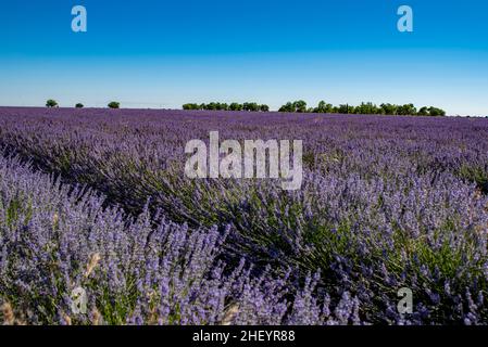 Lavendelfeld an einem schönen Sommertag, Spanien Stockfoto
