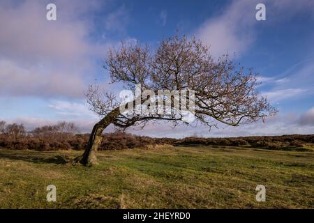 Einsamer, windgepeitschte Baum, Stanton Moor Derbyshire Stockfoto