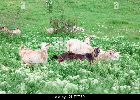 Ziegen auf der Graswiese. Nutztiere auf der Frühlingsweide Stockfoto