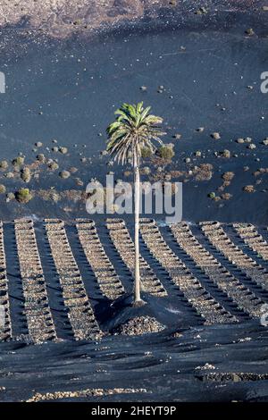 Berühmte Weinberge von La Geria auf vulkanischem Boden auf Lanzarote Stockfoto