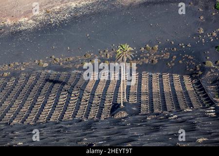 Berühmte Weinberge von La Geria auf vulkanischem Boden auf Lanzarote Stockfoto