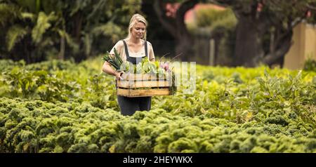 Junge Frau erntet auf ihrer Gemüsefarm. Biobauerin hält eine Schachtel mit frisch gepflückten Produkten, während sie durch ihren Garten geht. Selbst Stockfoto