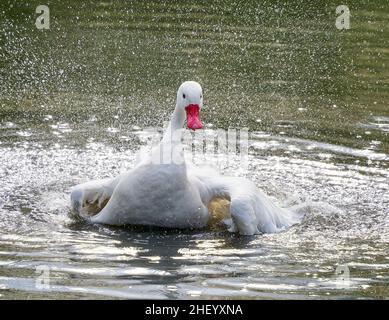 Coscoroba Swan ( Coscoroba coscoroba ) der kleinste Schwan der Welt, der im Slimbridge Wildlife and Wetlands Centre UK ein kräftiges Bad genießt Stockfoto