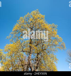 Frühling in der Seefestung Suomenlinna, Helsinki, Finnland Stockfoto