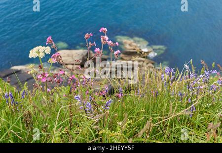 Assemblage von Frühlingsblumen auf Meeresklippen in der Nähe von St Davids Head an der Pembrokeshire Coast in South Wales, Großbritannien Stockfoto