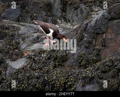 Austernfischer Haematopus ostralegus, der bei Ebbe Meeresklippen nach Nahrung an der Küste von Pembrokeshire South Wales UK umspült Stockfoto