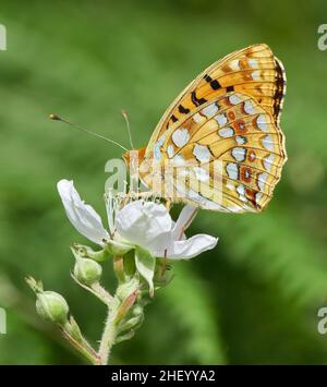 Hohe braun fritillary Ceriagrion adippe am Dornbusch in Heddon Tal an der Küste von North Devon UK zeigen charakteristische Rotbraun beringt Flecken auf hindwing Stockfoto