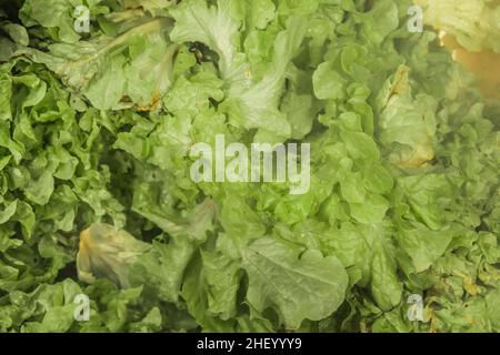 Grüner frischer Salat Kohl Gemüse vegetarische Blätter Hintergrund. Stockfoto