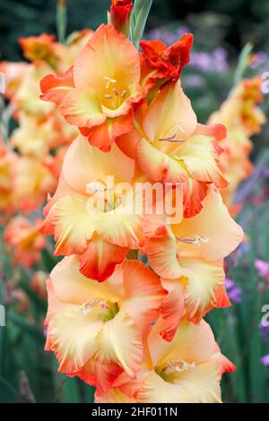 Gladiolus - Prinzessin Margaret Rose  Norfolk UK Stockfoto