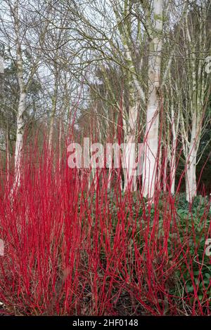 Betula Utilis Jacquemonti und Cornus im Winter  Old Vicarage Gardens Norfolk UK Stockfoto