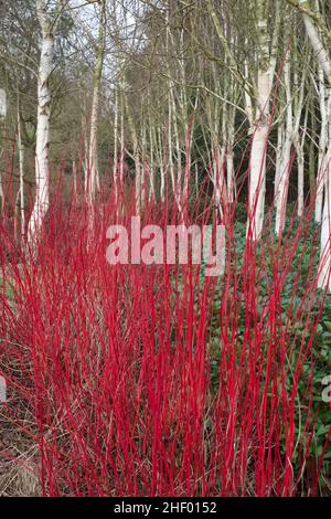 Betula Utilis Jacquemonti und Cornus im Winter  Old Vicarage Gardens Norfolk UK Stockfoto