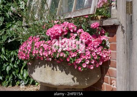 Petunia Surfinia 'Coral Morn' in Steinwanne  Norfolk UK Stockfoto