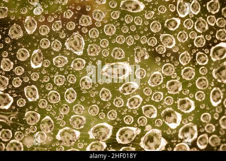 Regentropfen auf Spinnennetz  Norfolk UK Stockfoto