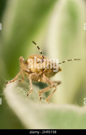 Dolycoris baccarum, Hairy ShieldBug  Norfolk UK Stockfoto