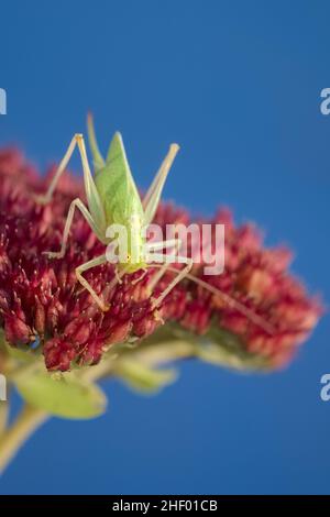 Meconema thalassinum, Oak Bush-Cricket auf Sedum  Norfolk UK Stockfoto