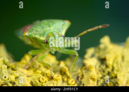 Cyphostethus tristriatus, Juniper Shieldbug  Norfolk UK Stockfoto