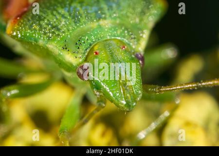 Cyphostethus tristriatus, Juniper Shieldbug  Norfolk UK Stockfoto