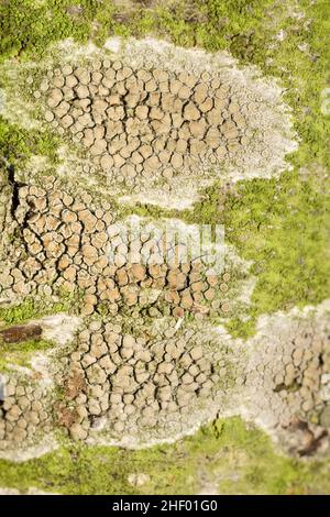 Crustose Flechten auf Rowan Tree Trunk mit Fruchtkörpern Apothecium  Norfolk UK Stockfoto